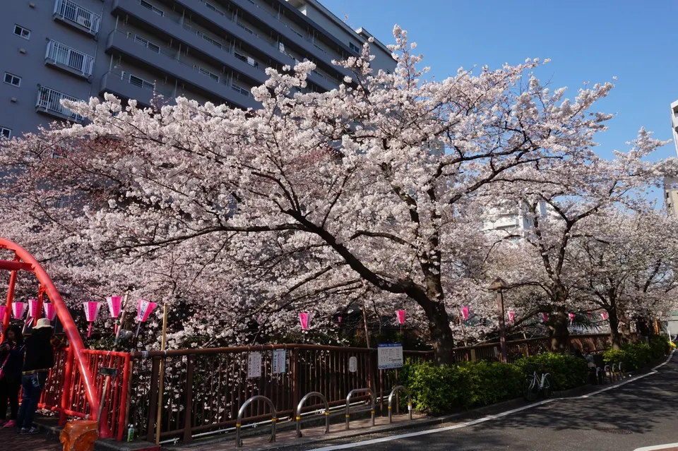 目黒川・中の橋の満開の桜と赤い橋